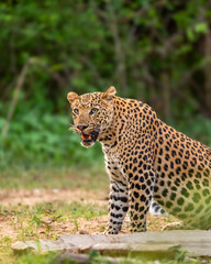 wild indian dominant male leopard or panther or panthera pardus sitting pose in natural monsoon season green background with eye contact near waterhole during safari at forest of central india