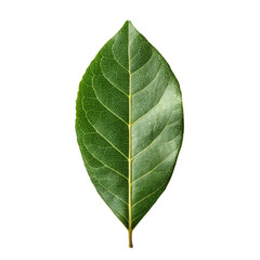 Obraz premium Single green leaf with prominent veins on black background