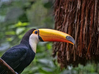 Selbstklebende Fototapeten Tukan Brazil, a beautifully colored Toco Toucan, Ramphastos toco, sits high on a branch  © vladislav333222