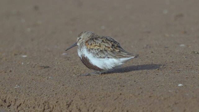 Close-up of a dunlin (Calidris alpina). The bird sits on the sandy bank. Slow motion.