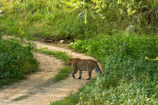 wild male leopard or panthera pardus on territtory stroll walking crossing forest track during monsoon season safari in natural scenic green background kanha national park reserve madhya pradesh india