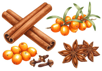 Isolated Watercolor Illustration of Cinnamon Sticks Anise and Sea Buckthorn