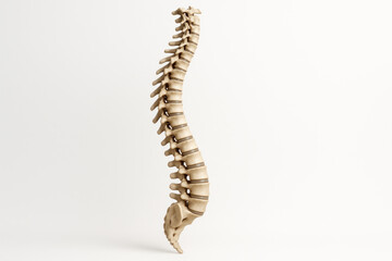 Human Spine Anatomy - Illustration of Skeletal Structure for Medical and Educational Purposes