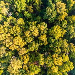 Aerial view of a colorful forest canopy