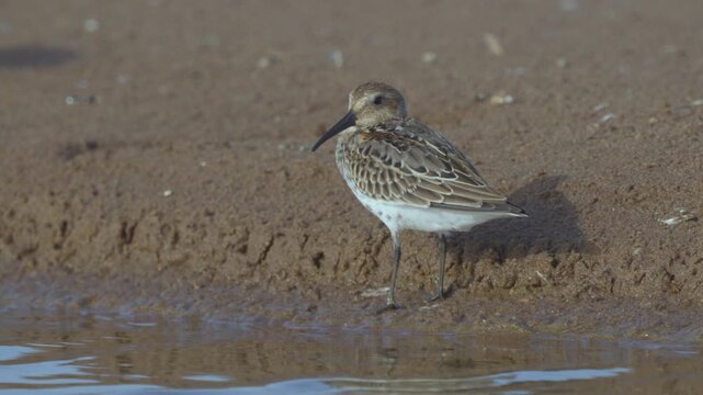 Close-up of a dunlin (Calidris alpina). The bird sits on the sandy bank. Slow motion.