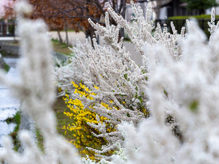 春の公園に咲いたユキヤナギの花