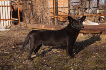 A small black dog is standing sideways in front of a country house in the countryside in autumn