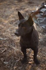 A cute little stray short haired black dog looks away
