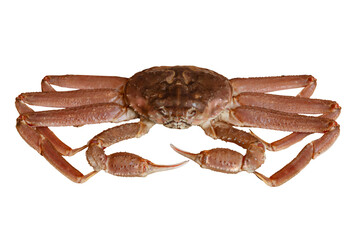 Fresh snow crab isolated on white background