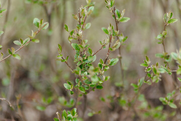  young leaves on a branch on a sunny spring day