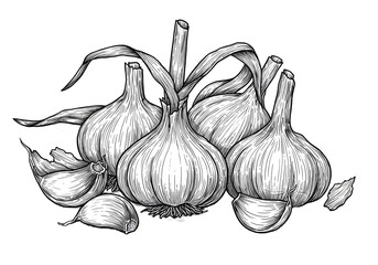 Isolated White Garlic Bunch Illustration on Transparent Background