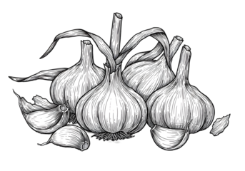 Isolated White Garlic Bunch Illustration on Transparent Background