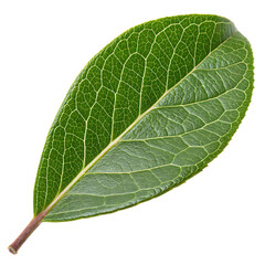 Obraz premium Medicinal green bearberry leaf isolated on a transparent background png