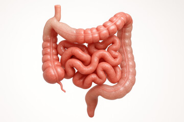 Human Intestine Anatomy, Illustration