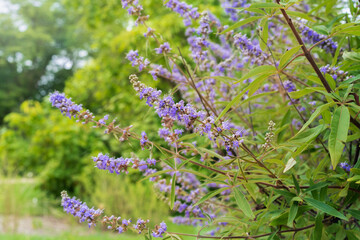 Vitex agnus-castus, vitex, chaste tree. Beautiful purple inflorescences.