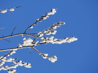 Branch of a tree covered in white flowers