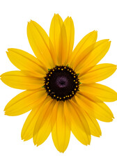 Isolated Yellow Flower Photo Against Black Background
