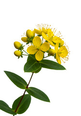 Fototapeta premium Isolated Yellow Flower With Green Leaves On Transparent Background Photo