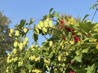Branches of hops with cones and clusters of red viburnum against a blue sky &mdash; a symbol of Ukrainian nature, traditions, organic farming, and harvest