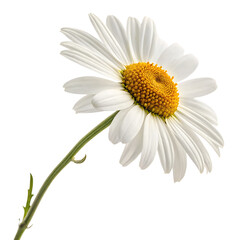 Fototapeta premium White chamomile herbal flower isolated on a transparent background png