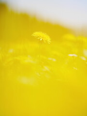 Yellow flower is the main focus of the image