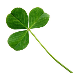 Single lucky shamrock clover leaf isolated on a transparent background png