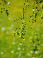 Tree branch with leaves is shown in a field of grass