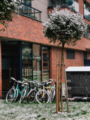 Bicycles parked beside snow covered tree and modern residential building during gentle snowfall...