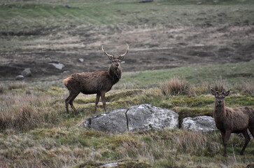 Red Deer in the Outer Hebrides of Scotland