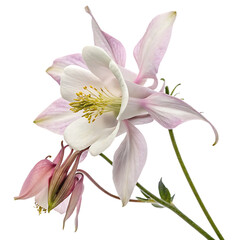 Obraz premium Purple aquilegia columbine flower isolated on a transparent background png