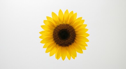 鮮やか黄色ひまわり 柔らかな光浴びて輝く花びら. AI Generated