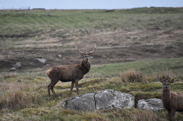 A Stag and a Doe in the Outer Hebrides of Scotland