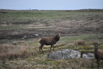 Pair of Red Deer in the Outer Hebrides