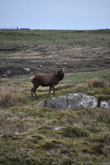 Lone Red Deer Standing in a Field