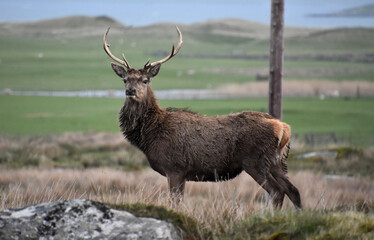 Fantastic Capture of a Red Stag Deer with Antlers