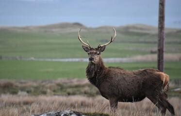Red Buck Deer with a Rack of Antlers
