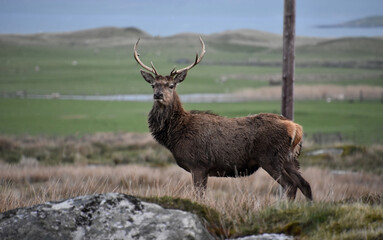Red Deer with a Full Rack of Antlers