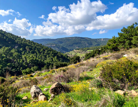 The diverse flora and fauna of the Hula Valley Nature Reserve, highlighting Israel's commitment to conservation.