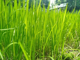 flourishing rice plants waving softly across fertile land, bright daylight highlighting the endless green pattern and simple rural calmness