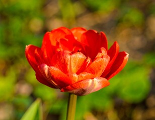 Vibrant red tulip in garden (2)