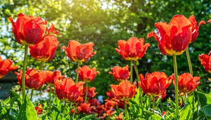 Vibrant red tulips in a sunny garden