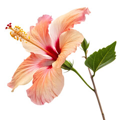 Red tropical hibiscus flower isolated on a transparent background png