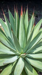 Fototapeta premium Close-up agave plant