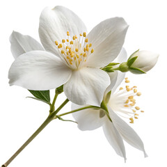 Obraz premium Aromatic jasminum officinale blossom isolated on a transparent background png