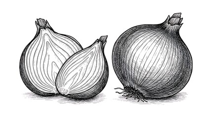 Detailed drawing of onion