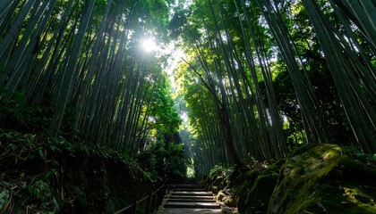 Sunlit path through a dense bamboo forest