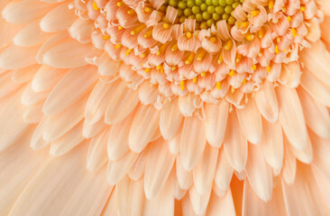 Close-up Gerbera flower  of apricot color.