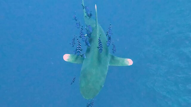 Oceanic whitetip shark Carcharhinus longimanus swimming underwater in blue water with shoal of pilot fish Naucrates ductor