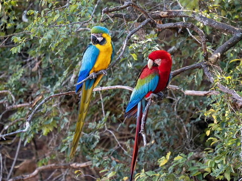 Buraco das Araras, "Ara Hole", is a huge sandstone depression formed by the collapse of rock blocks. It is located in the state of Mato Grosso do Sul. It is home to the green-winged macaw, Ara chlorop