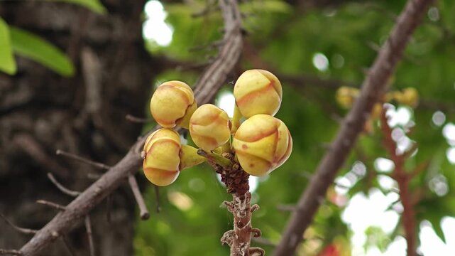 Cannonball tree, Sala tree. Shorea robusta flowers.